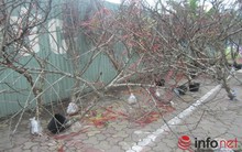 Đào rừng, đào cổ bạc triệu đổ về Hà Nội