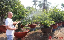 TP.HCM: Nỗi lo của các chủ vườn mai khi ngày tết cận kề