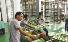 Gặp khó trong khâu bảo quản hoa quả sau thu hoạch