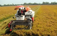 ĐBSCL trúng mùa lúa hè thu nhưng lại rớt giá