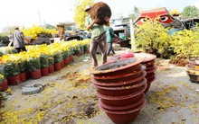 Hoa nở sớm, nhà vườn chết đứng