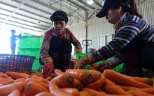 ​Tăng hàng cho miền Trung, giá rau tăng vọt