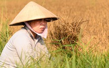 Hạn, mặn ở đồng bằng Sông Cửu Long: Giữa thiên tai lộ ra nhân tai!