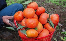 Giáp Tết, làng lá dong truyền thống Tràng Cát nhộn nhịp thu hoạch… cam