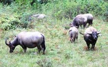 Lâm Đồng: 1.000 tỉ đồng cho dự án Công viên bảo tồn động vật hoang dã Tây Nguyên