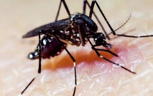 Muỗi đặc biệt chống virus Zika sắp được thử nghiệm ở Việt Nam và nhiều nước khác