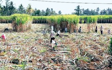 Bấp bênh cây mía Cù Lao Dung