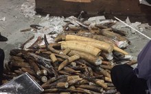 Ngà voi chứa trong 2 container gỗ nhập khẩu có trọng lượng hơn 600 kg