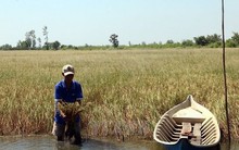 ​Hạn hán và nhiễm mặn sẽ còn gay gắt, nghiêm trọng hơn