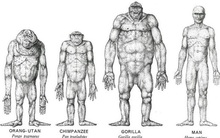 Nghiên cứu mới chứng minh câu "đầu óc ngu si thì tứ chi phát triển" là thật