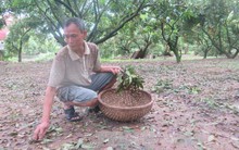 Nhãn Hưng Yên mất mùa sau mưa bão