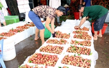 Quả vải lên đường xuất ngoại
