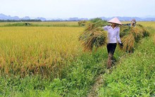 Doanh nghiệp ít đầu từ vào nông nghiệp vì “kẹt” ở chính sách