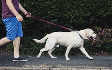 Ở nhiều nước trên thế giới, có bắt buộc phải rọ mõm chó khi dắt chúng đi dạo?