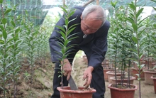 Trồng hoa ly 'hốt bạc'