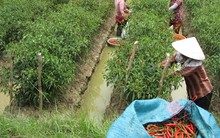 Ớt trúng mùa được giá người trồng lãi 250 triệu/ha