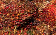 Nhà đầu tư vào dầu thực vật có thể kiếm bộn tiền trong những tháng tới