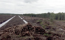 Người dân Tiền Giang ồ ạt phá rừng để trồng dứa và thanh long