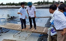 Tôm chết hàng loạt không phải do thay nước biển?