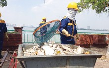 Nỗ lực 'giải cứu' Hồ Tây