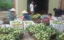 Lãi lớn nhờ 'bắt' na ra quả