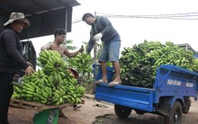 Trung Quốc gom mua khiến giá chuối tăng mạnh