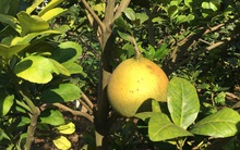 Hàng chục ha bưởi bị vàng lá, nhà vườn phát rầu