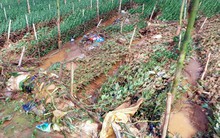 Đà Lạt lo lỡ vụ hoa Tết