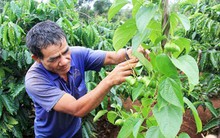 Mạo hiểm phá cà phê vì cây 'tin đồn'