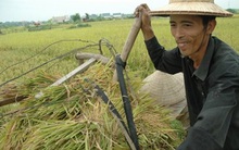 Xuất khẩu gạo hàng đầu thế giới, nông dân vẫn nghèo: Sẽ giảm trồng lúa