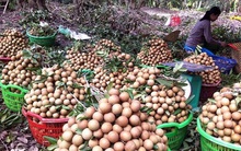 Nhà vườn phấn khởi vì nhãn tăng giá mạnh