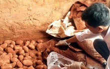 Chặn nông sản Trung Quốc đội lốt Đà Lạt