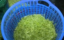 Ngâm rau muống vào hóa chất độc hại