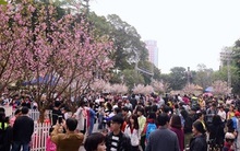 Hà Nội sẽ trồng hơn 4000 cây hoa anh đào ở các công viên