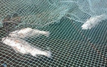 Hôm nay báo cáo Bộ TN&MT về vụ cá chết ở Thanh Hóa