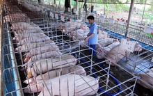 Có nên đưa Cysteamine vào danh mục cấm?