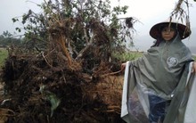 Tan hoang làng bưởi đặc sản Phúc Trạch