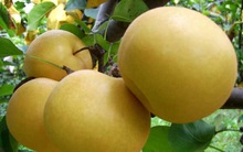 Ham lê Hàn thơm ngon, nhà giàu dính quả lừa lê Tàu