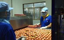 Sắp bỏ kiểm dịch trứng gia cầm