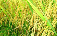 Nông nghiệp Cần Thơ (TSC) hoãn kế hoạch tăng vốn thêm gần 600 tỷ