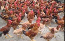 Công ty chứng khoán khuyên mua Dabaco sẽ lãi 20%, quyết định là ở bạn!