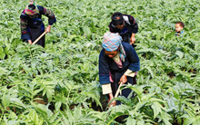 Nông dược HAI: Lên phương án phát hành tăng vốn điều lệ gấp đôi