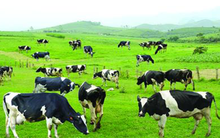 Việt Xuân Mới đã nhận chuyển nhượng hơn 15,1 triệu cổ phần Vilico