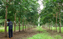 Mới đầu tư chưa lâu, Cao Su Quảng Nam (VHG) đã tính thoái vốn tại Thủy Sản Viễn Đông