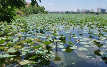 Vụ lấp đất bảo tồn Sen Hồ Tây để xây bãi đỗ xe: Giao dự án cho công ty “ma”?