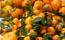 Bắt giữ hơn 6 tấn quýt Trung Quốc nhập lậu