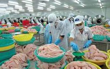 Cá tra Việt Nam tiếp tục được xuất khẩu vào Panama