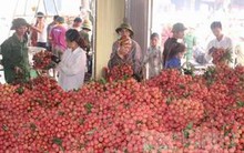 Kéo dài thông quan vải tươi tại Cửa khẩu quốc tế Kim Thành (Lào Cai)