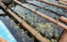 Bắt giữ 80.000 con hàu giống nhập lậu từ Trung Quốc