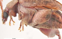 Tạm ngừng nhập khẩu lạc từ Senegal do phát hiện gần 1000 tấn nhiễm mọt